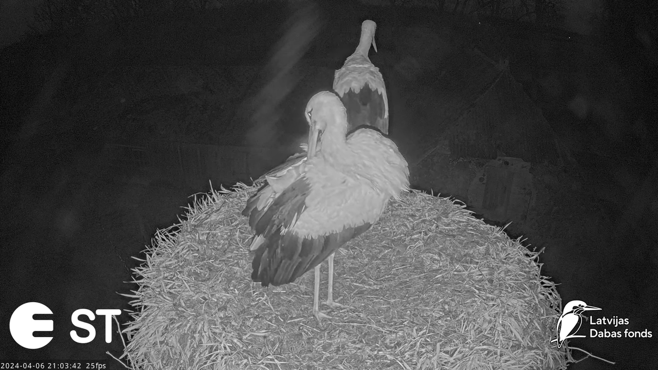 Baltie stārķi (Ciconia ciconia) Tukuma novadā - LDF tiešraide __ White storks in Tukums, Latvia 11-4