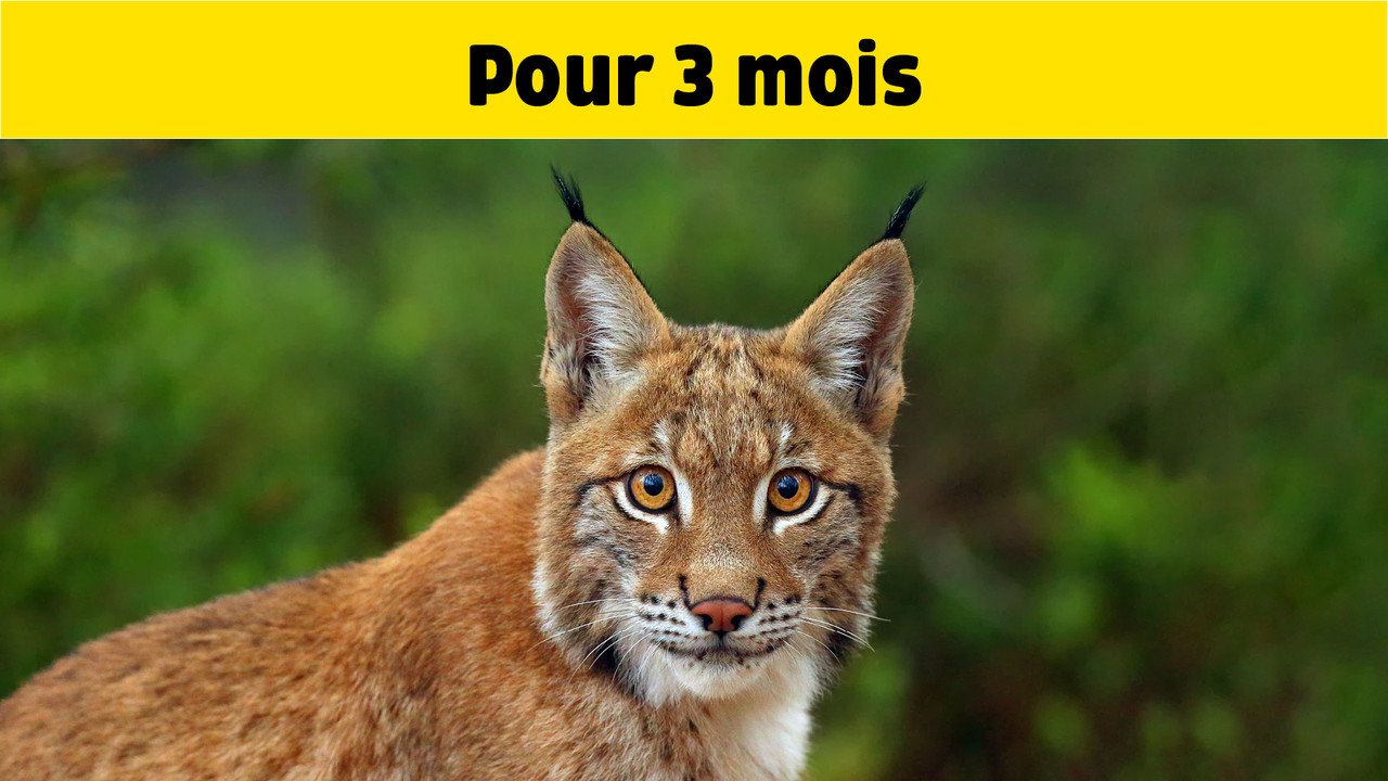 Abonnement trimestriel