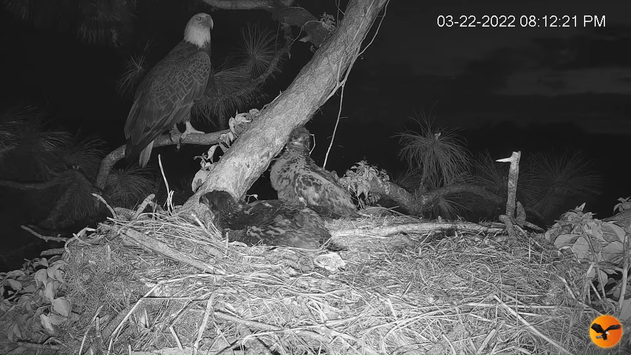 EC Nest Cam 3-29-31 screenshot (1)