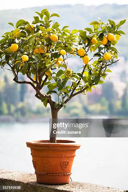 gettyimages-157193938-612x612