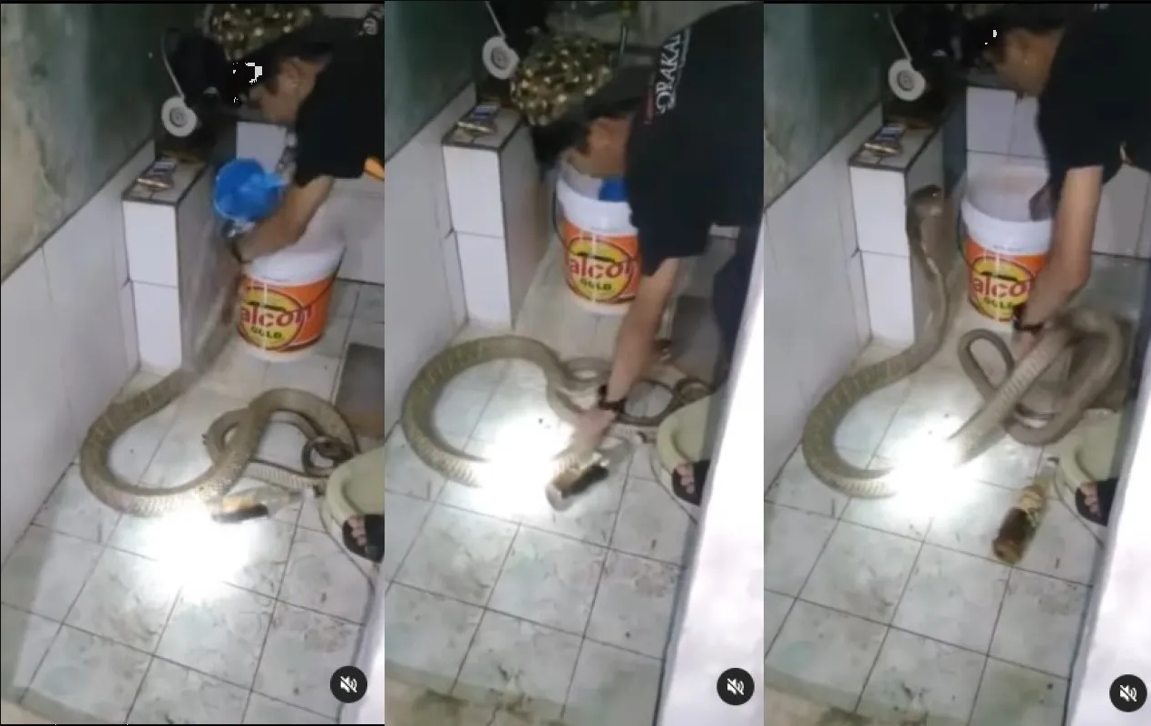 Hombre baña a cubetazos a su serpiente y su acción se hace viral