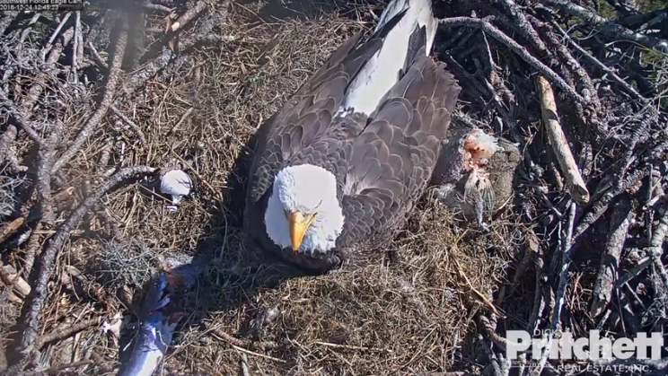 Harriet 20181224-09 copy