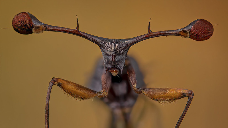 brown-diosidae-fly.jpg