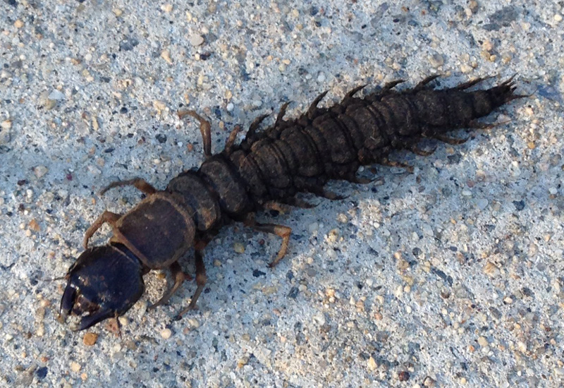 hellgrammite_rhode_island