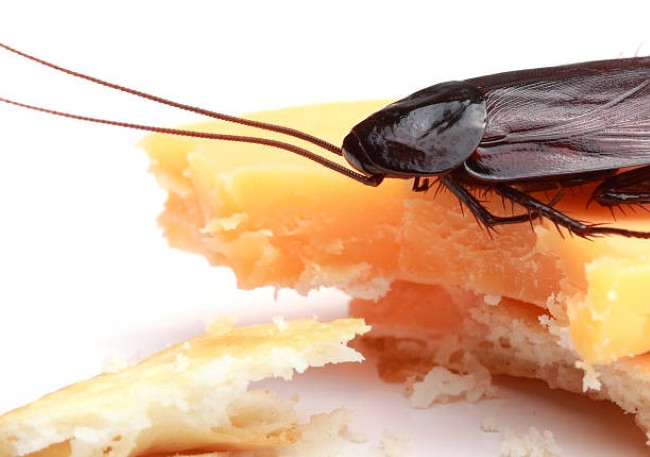Pest-Control-2.jpg