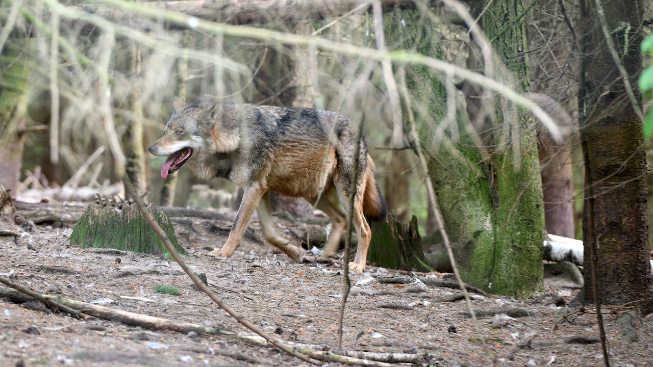 10.34 - 850_6418 HD (Konfiturek)