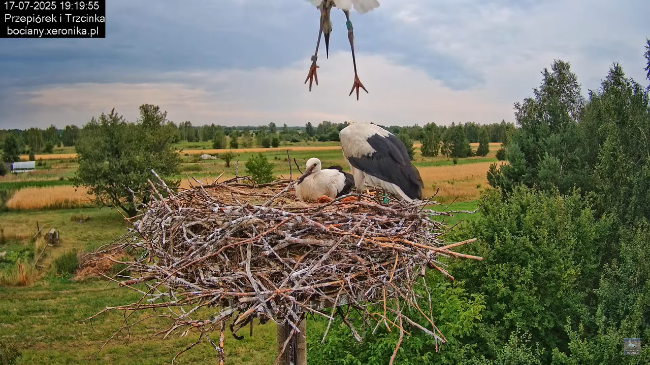 17072025bociany44