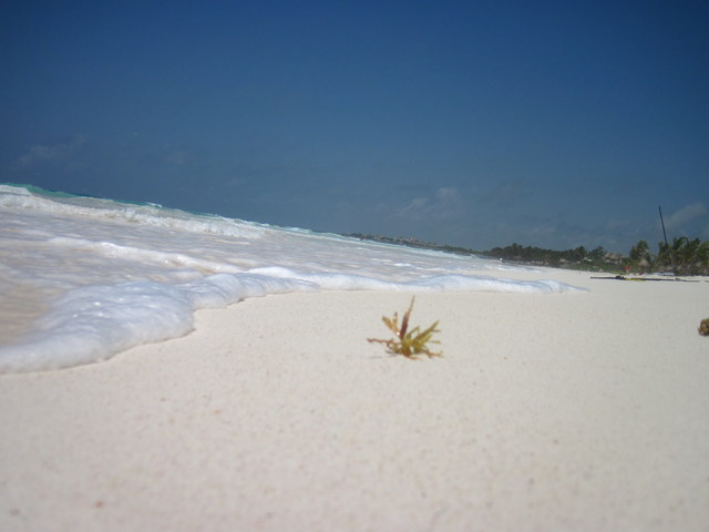 Playa Paraíso - Riviera Maya - Foro Riviera Maya y Caribe Mexicano