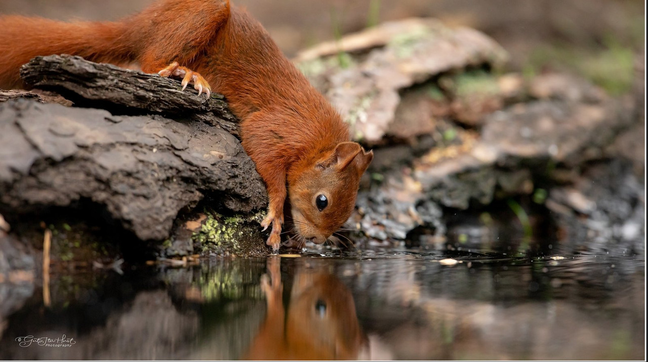 brown-squirrel-sip.jpg