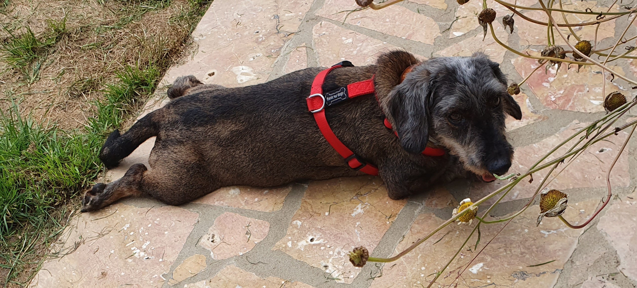 [Image: 20210628-185335.jpg]