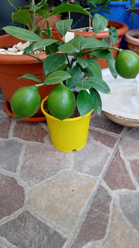 https://i.postimg.cc/wB9rbj7Q/08a20e85-f3f3-4867-af06-48c454e68ee2.jpg