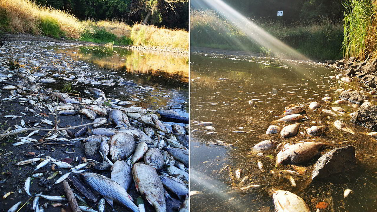 Confine Germania Polonia: massiccia morte di pesci nel fiume Oder