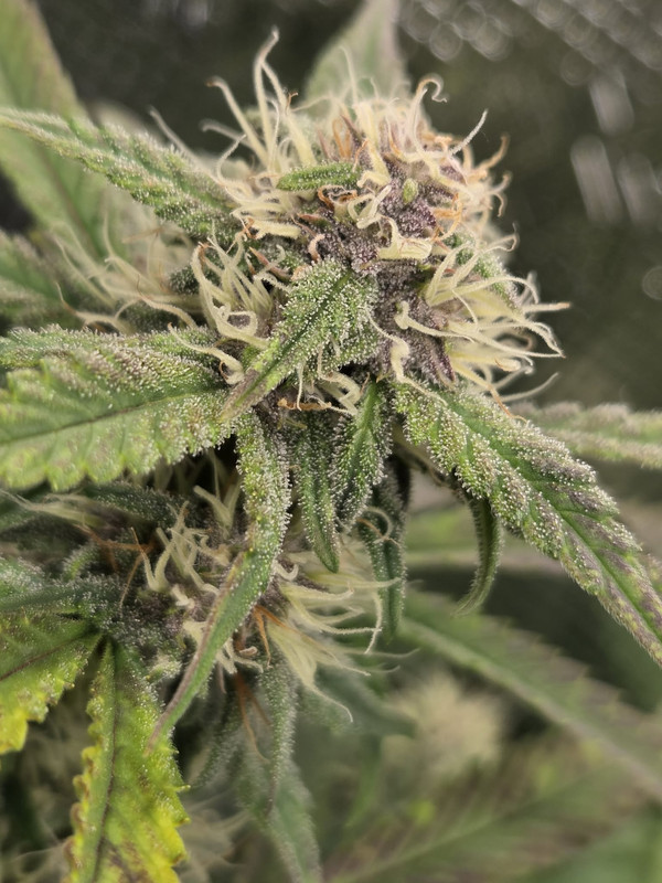 Messenger creation A6939E60 DAE2 4CB9 8A1B 4850B419F1FC