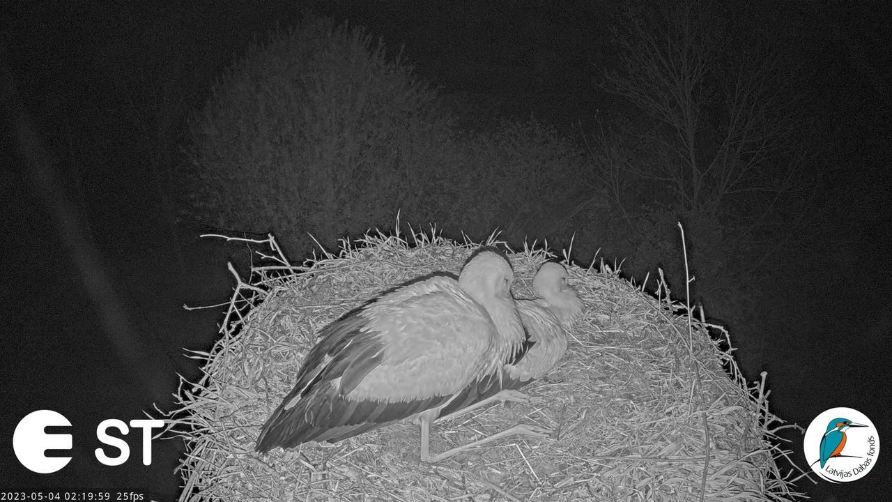 Baltie stārķi (Ciconia ciconia) Tukuma novadā - LDF tiešraide __ White storks in Tukums, Latvia 17-4