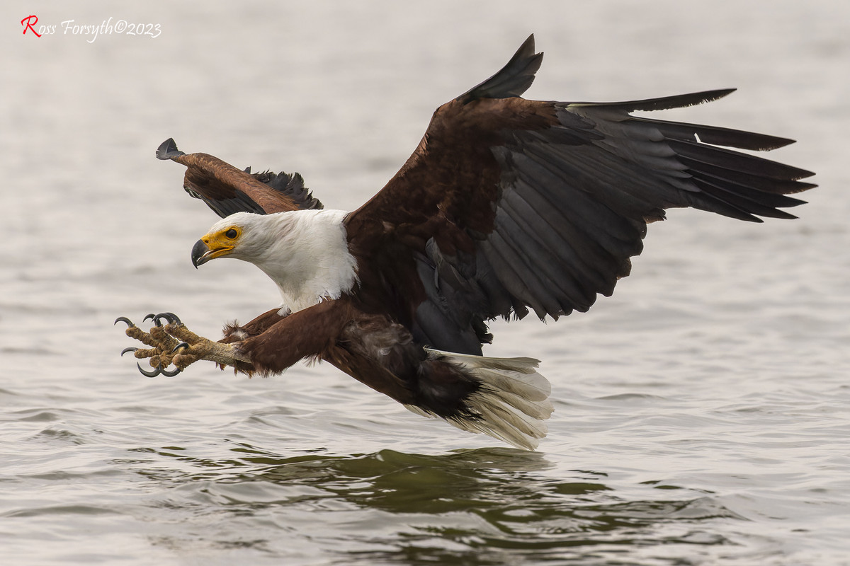 _5RF9566-CR3_DxO_DeepPRIMEXD