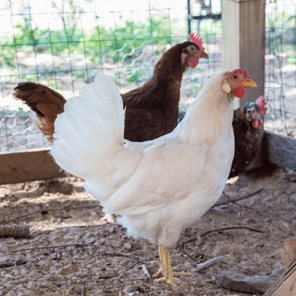Claim Your FREE 2024 Flock Calendar: Defend with Pride Claim Your FREE 2024 Flock Calendar: Defend with Pride