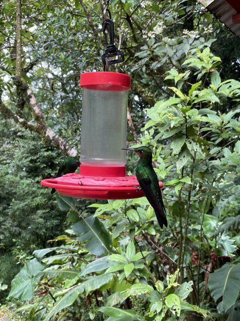 Reserva biológica del bosque de Monteverde - Tamarindo - Costa Rica desde el aire. Una ruta diferente. Julio 2021 (6)