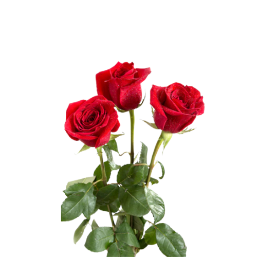 Ramo Especial De Tres Rosas