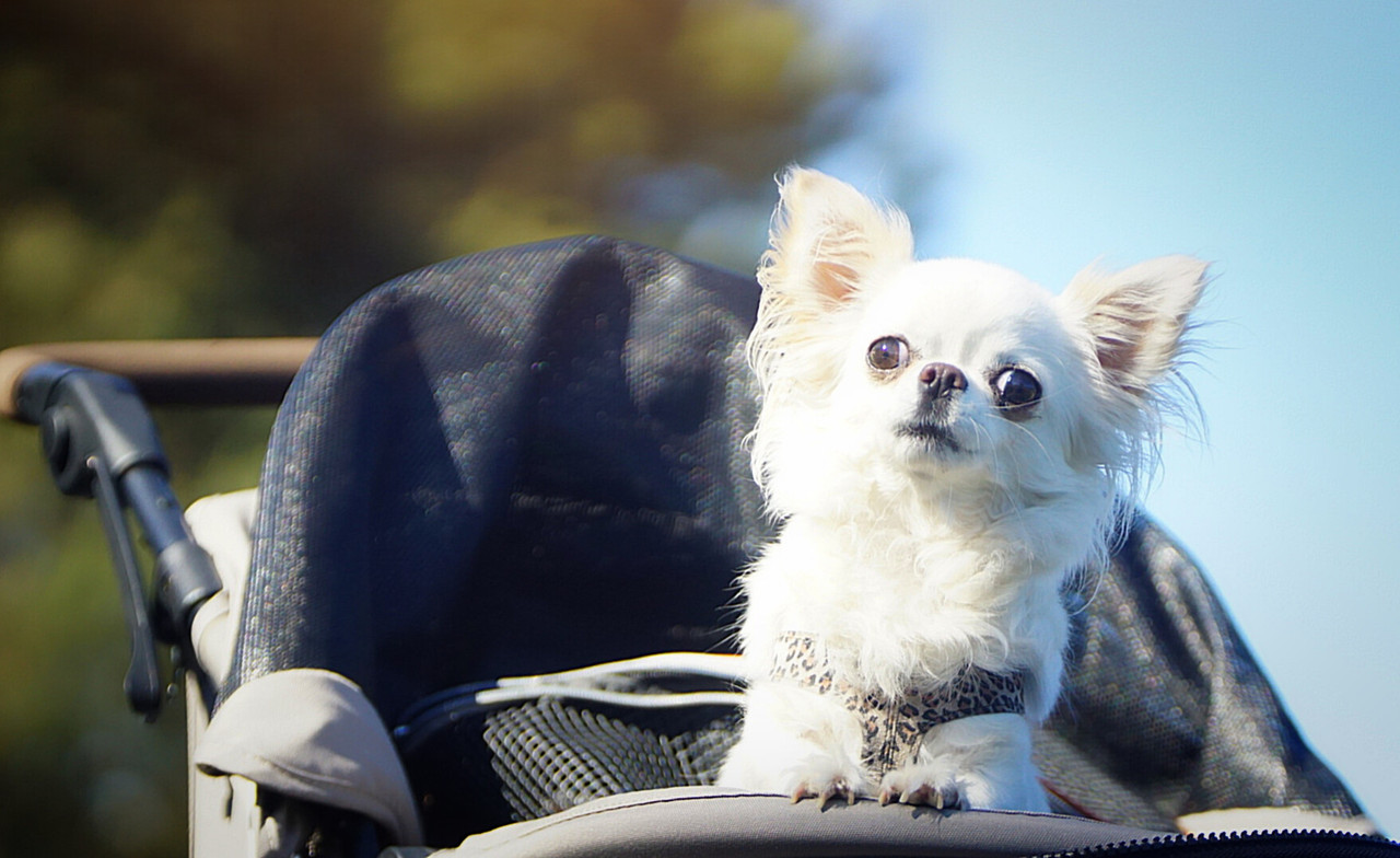 Lumii_20210610_102534216