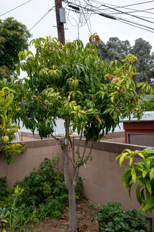 8U1A4762  Manila Mango Seedling Tree #2 with Grafts & Fruit (8-10-23)