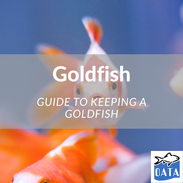 OATA Guide to keeping goldfish in aquariums - Lincs Aquatics 2022. 