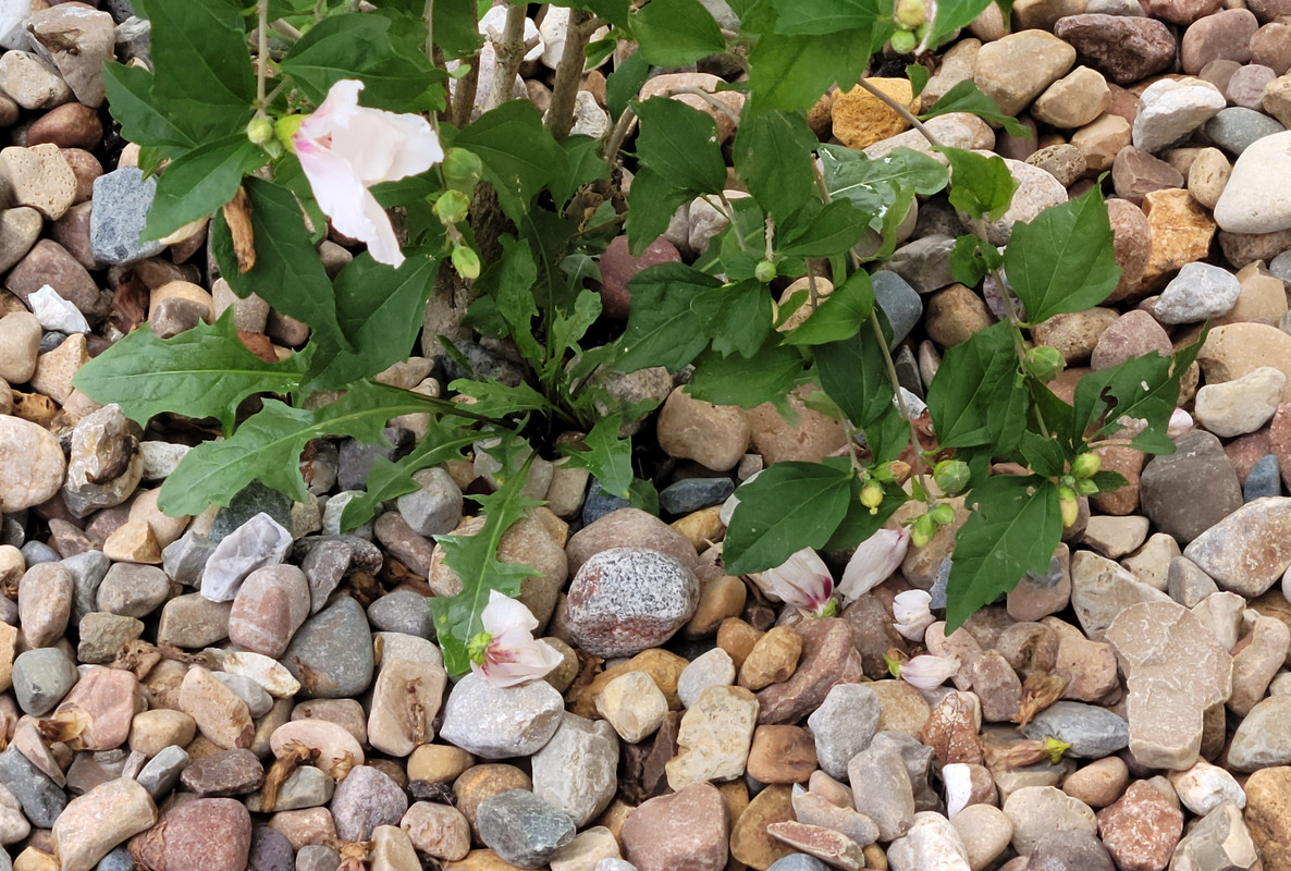 Expectations From A Landscape Pro The Lawn Forum