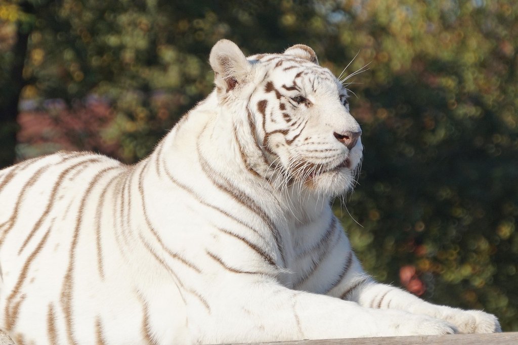 white-tiger.jpg