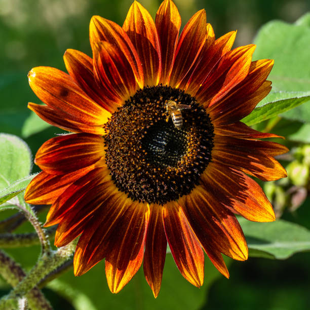 close up of dark sunflower with a bee