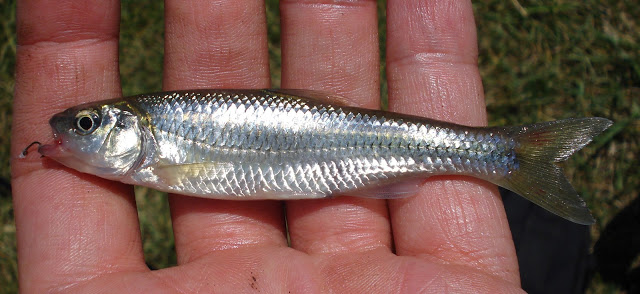 spotfin