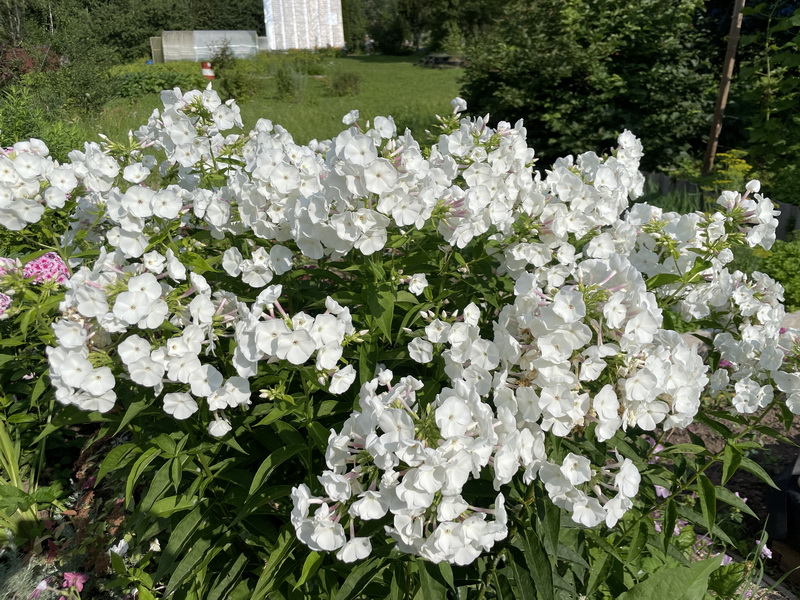https://i.postimg.cc/wBGD96S5/IMG-3709.jpg