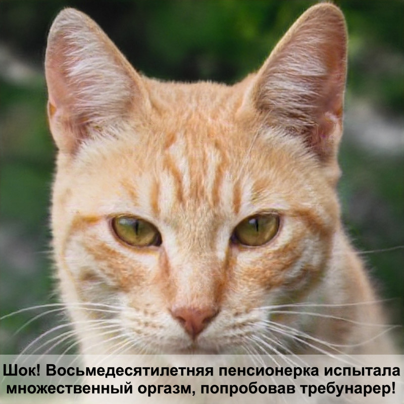 маленькие котики