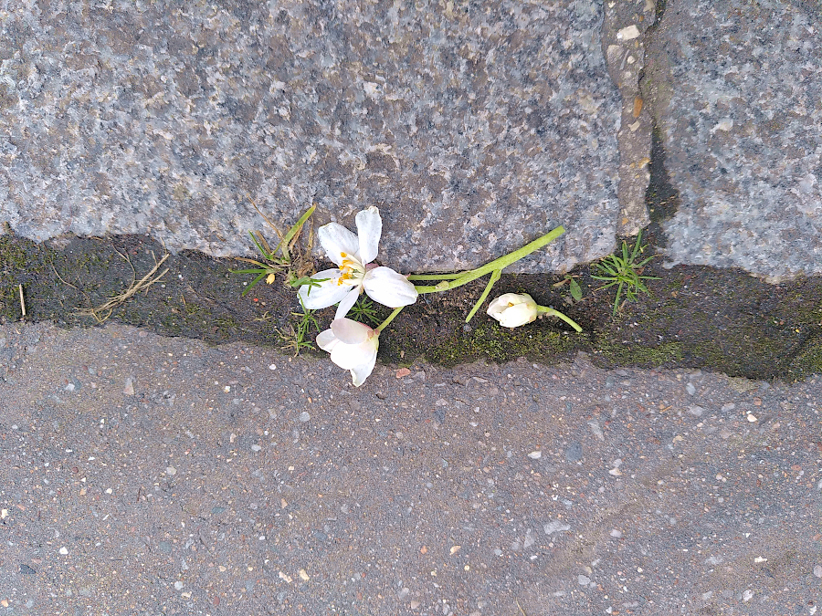 FLeurs coupées sur le sol