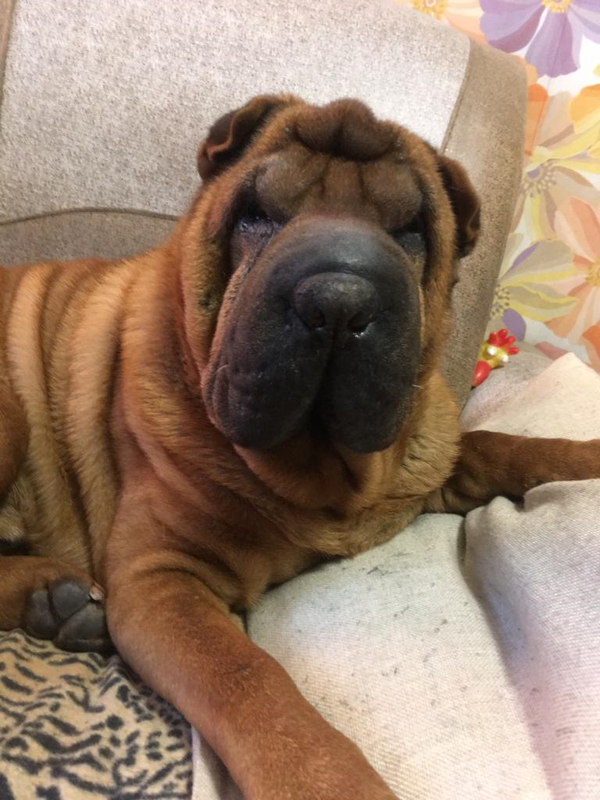 Чиншоу Норд Ост Марсель