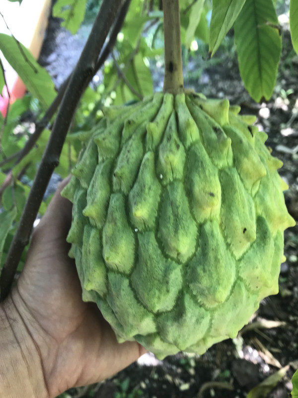 Rolliniatree82018