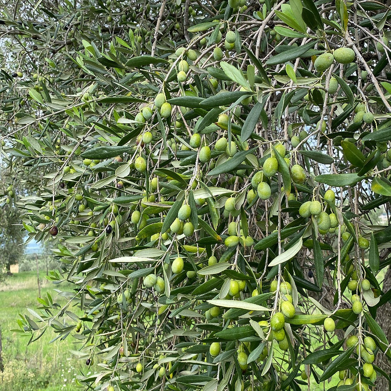 Ogliarola Garganica