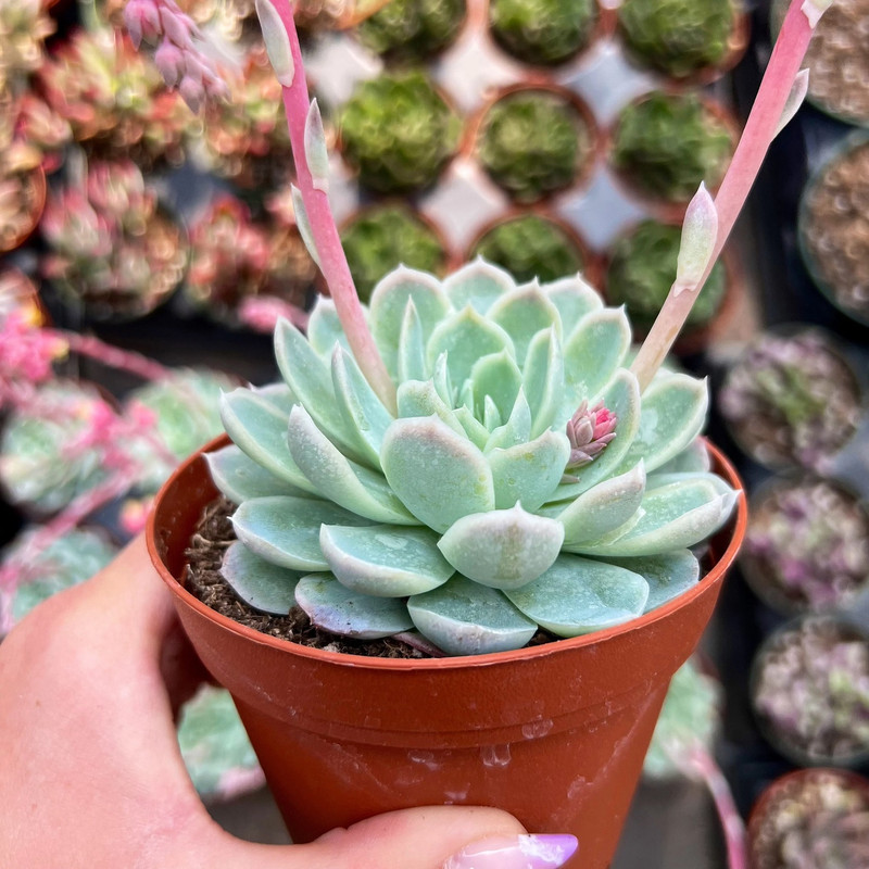 Suculentas ¿Qué tipos de la Echeveria protegen tu casa, según el Feng Shui?