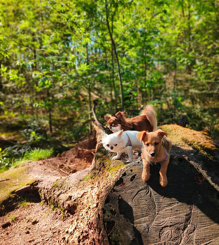 Lumii_20250427_165201521