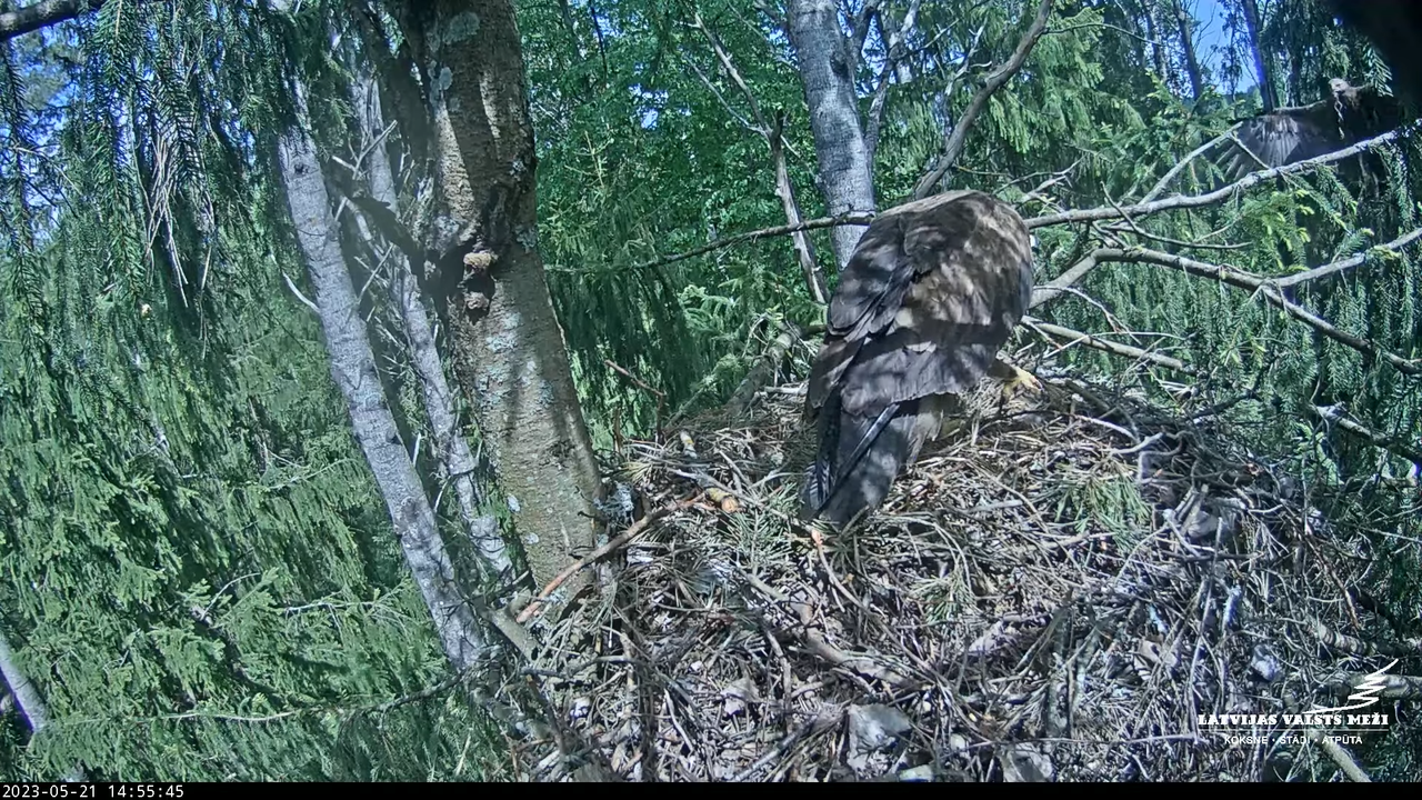 LVM mazais ērglis Lielā sala, egle – Lesser Spotted Eagle 6-4-19 screenshot