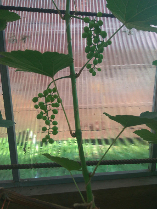 ?ПС 28.07.2018рр