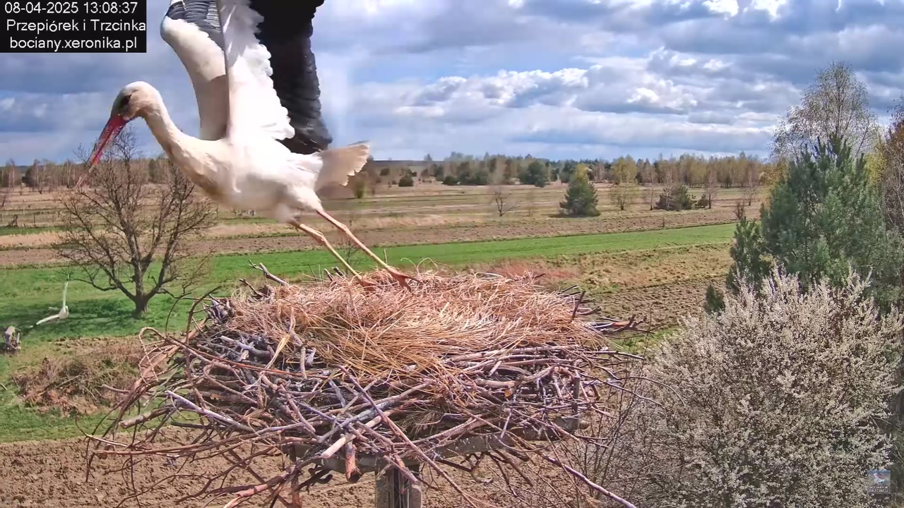 08.04.2025Terytorium Przepiórka_2
