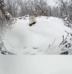GIFs-14