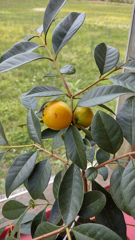 IMG_20240503_180428571_HDR