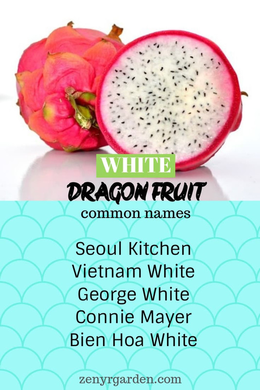 white-dragon-fruit-common-names.jpg