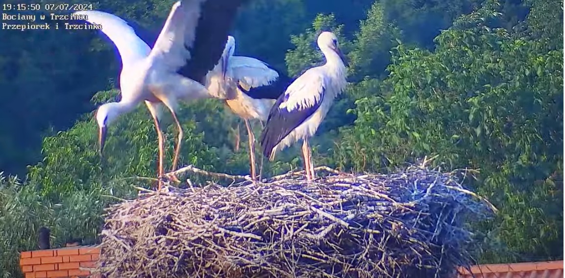 duzemamskrzydlaconie