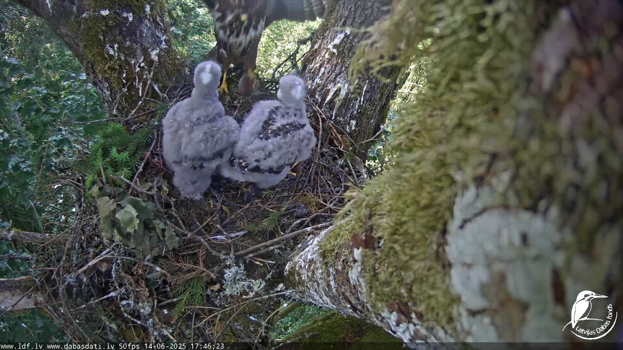 Melnās klijas (Milvus migrans) Kurzemē_ peļu klijāni (Buteo buteo) 14-46-28 screenshot