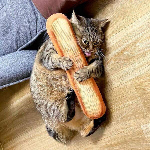 daily-picdump-16.jpg