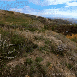 GIFs-22