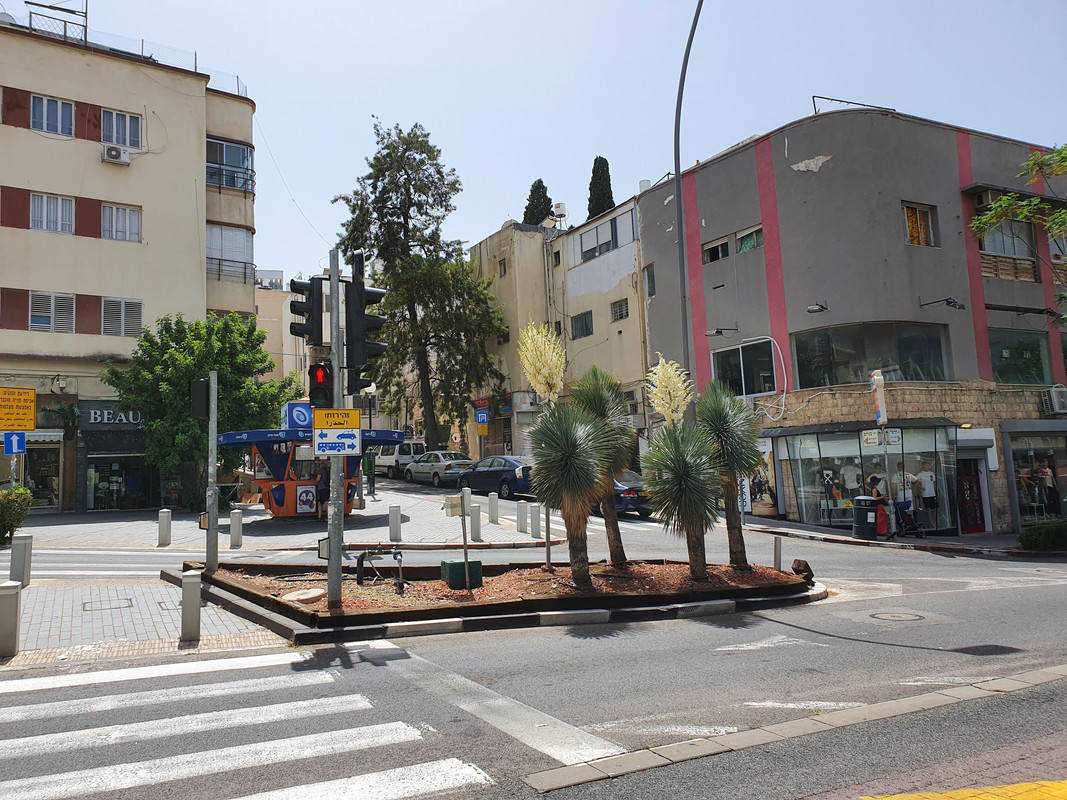 Цветущие юкки на перекрёстке улиц Герцль и Арлозоров в Хайфе