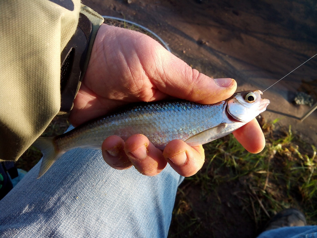 Заостровка 31.05.14 02