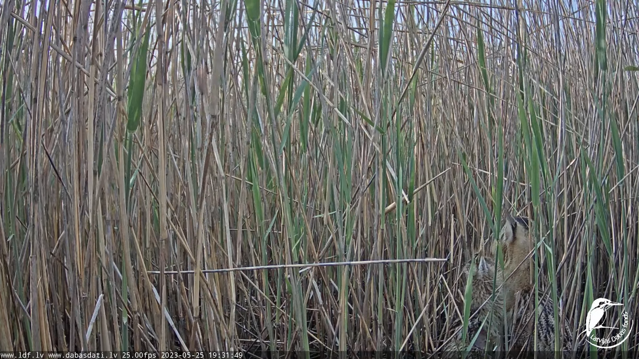 Lielais dumpis (Botaurus stellaris) Engurē - LDF tiešraide 14-27-54 screenshot